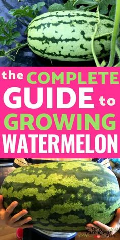 the complete guide to growing watermelon