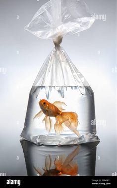 goldfish in a plastic bag floating on water - stock image