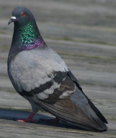 a pigeon sitting on the ground looking at something