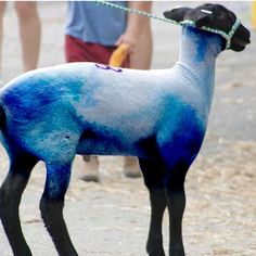 a blue and black sheep is tied up to a rope with people in the background