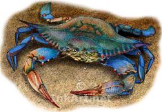 a blue crab on the sand with two crabs