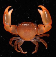 a close up of a crab on a black background