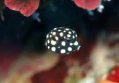 a black and white spotted fish floating in the water near some corals with red flowers behind it