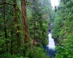 a river running through a forest filled with lots of green trees and tall pine trees