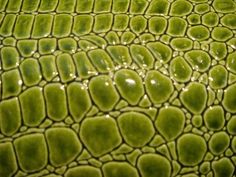 close up view of the skin of an alligator's leather textured animal print