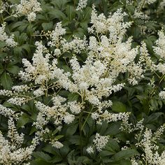 white flowers are blooming in the garden