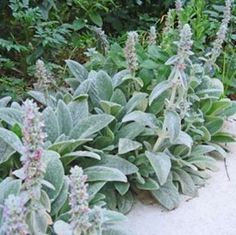 some very pretty plants by the side of the road