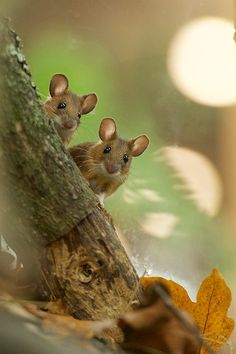 two brown mice sitting on top of a tree branch