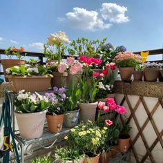 many potted plants are on a metal shelf near a fence and some clouds in the sky