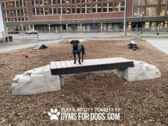 a black dog standing on top of a wooden bench in the middle of a park