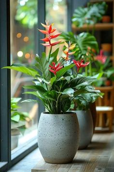 two potted plants sitting on top of a wooden table next to a glass window