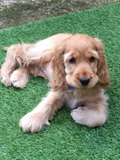 a small brown dog laying on top of green grass