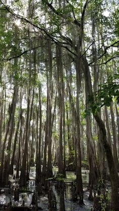 the trees are covered in moss and water