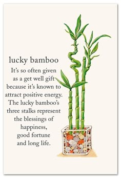 a card with an image of two bamboos in a pot and the words lucky bamboo on it