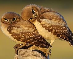 two little owls sitting on top of a tree branch with their heads turned to the side