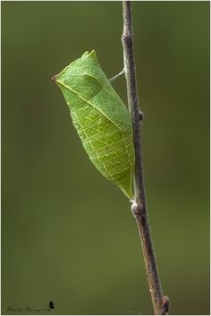 a green leaf hanging from a tree branch