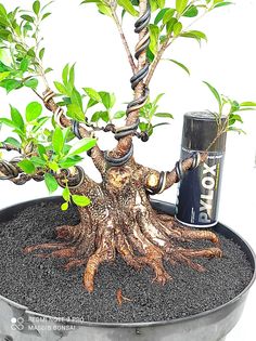 a small tree in a pot with an energy drink