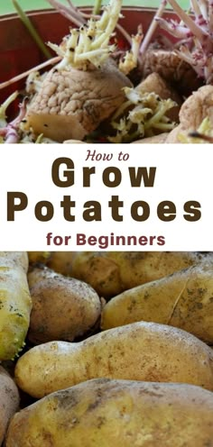 how to grow potatoes for beginners