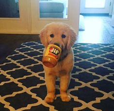 a puppy with a bottle in its mouth