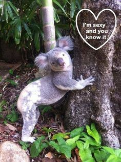 Koala Pictures, Animal Aesthetic