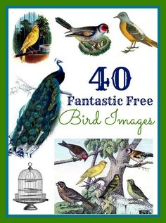 the book cover for 40 fantastic free bird images, with pictures of birds in different colors and sizes