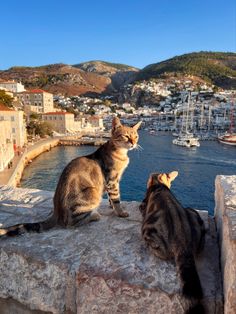 two cats sitting on top of a stone wall next to the ocean with boats in the water