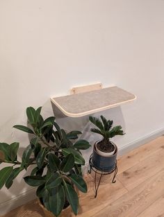 there is a potted plant and a shelf on the wall