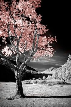 a black and white photo of a tree with red leaves