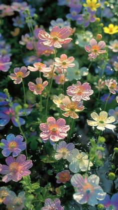 many different colored flowers are in the grass and one has water droplets on its petals