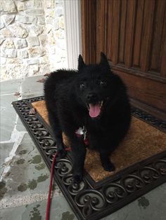 a large black dog standing on top of a door mat