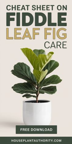 Care tips for Fiddle Leaf Fig in a white pot, available for free download at houseplantauthority.com.