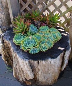 a wooden stump with succulents on it