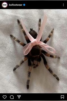 a spider with a pink ribbon on its head sitting on top of a white sheet