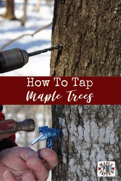 a person holding an object in their hand next to a tree with the words how to tap maple trees on it