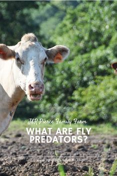 two cows standing in the middle of a field with trees behind them and text overlay that says, what are fly predators?