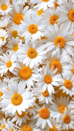 many white and yellow daisies are grouped together