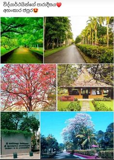 several different pictures of trees and flowers in the same photo, each with their own name