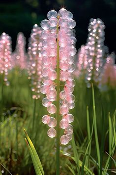 some very pretty pink flowers with lots of bubbles on it's stems in the grass