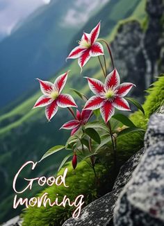 some red and white flowers are in the middle of green grass with mountains in the background