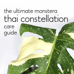 a large green leaf with the words, the ultimate monstera that constellation care guide