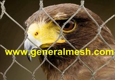 an eagle behind a chain link fence with the words generalmesh com on it