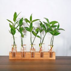 four glass vases with plants in them on a table