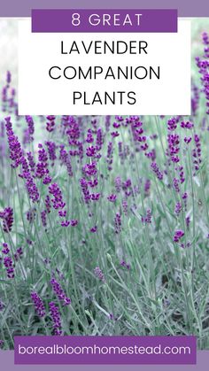 lavender plants with the words 8 great lavender companion plants