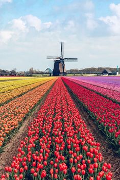 a field full of tulips and other flowers with a windmill in the background