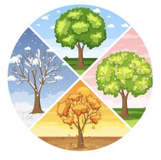 four different trees in the four seasons