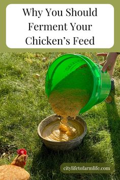 a person pouring chicken feed into a bucket