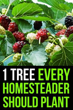 berries and leaves with the words 11 tree every homesteader should plant on it