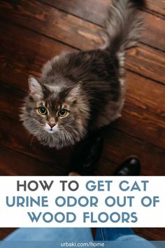 a cat sitting on top of a wooden floor next to a person's feet