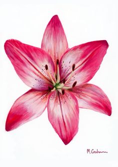 a drawing of a pink flower on a white background