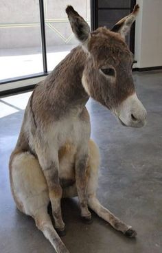 a small donkey sitting on the floor in front of a glass door and looking at the camera